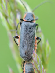 Cantharis pulicaria