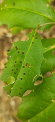 Calonectria