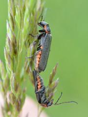 Cantharis pulicaria