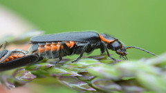 Cantharis pulicaria