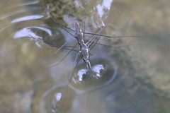 Aquarius conformis
