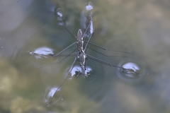 Aquarius conformis