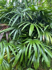 Rhapis excelsa