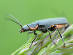 Cantharis pulicaria