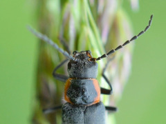 Cantharis pulicaria