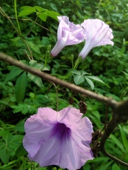 Ipomoea cairica