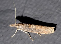 Crocydopora cinigerella