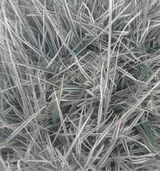 Ophiopogon jaburan