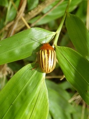 Stilodes fuscolineata