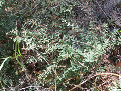 Pellaea andromedifolia