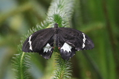 Papilio aegeus