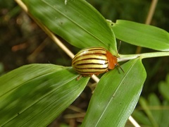 Stilodes fuscolineata