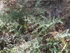 Pellaea andromedifolia