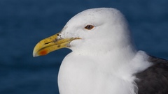 Larus dominicanus