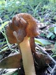 Verpa digitaliformis