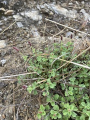 Acalypha monostachya