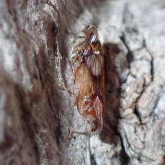 Nymphocixia unipunctata
