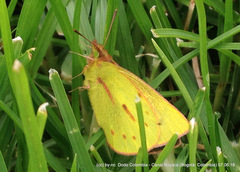 Colias dimera