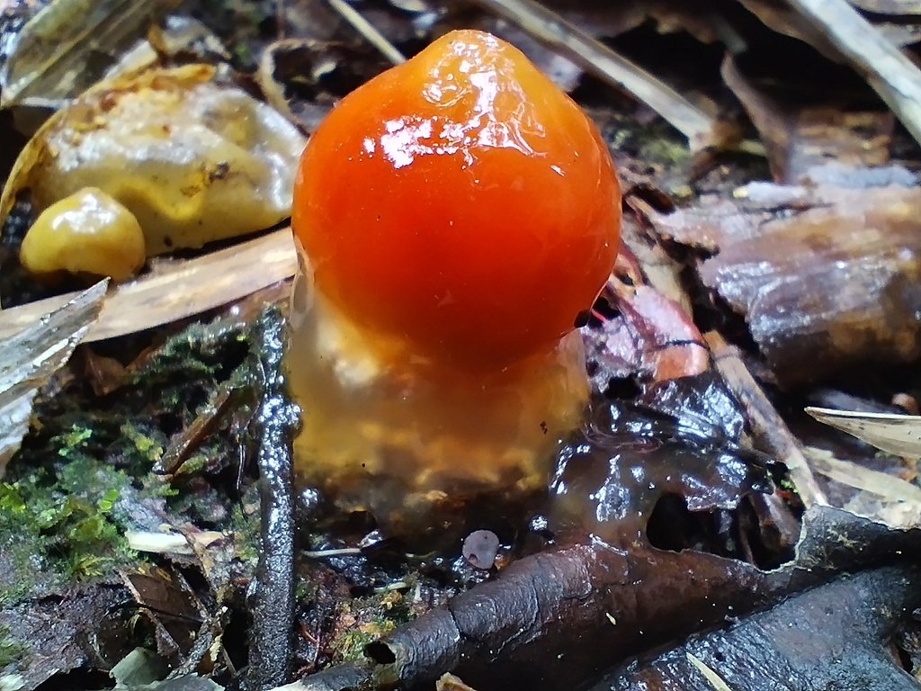 Calostoma cinnabarinum · May 2022 · photo: © sesernam (iNaturalist, cc-by)