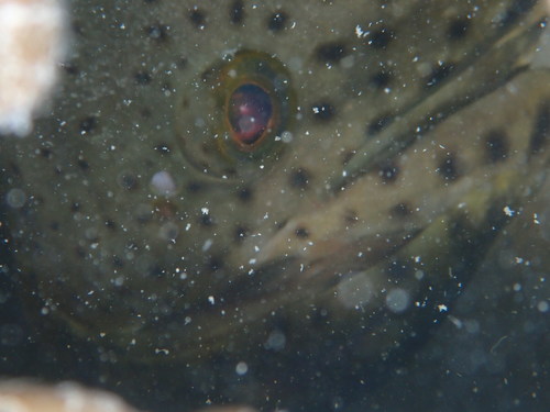 Photo of Atlantic goliath grouper (Epinephelus itajara)