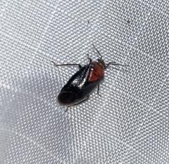 Neocapsus