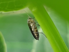 Diptera