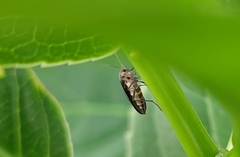Diptera