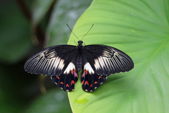 Papilio ambrax