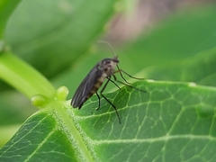 Diptera