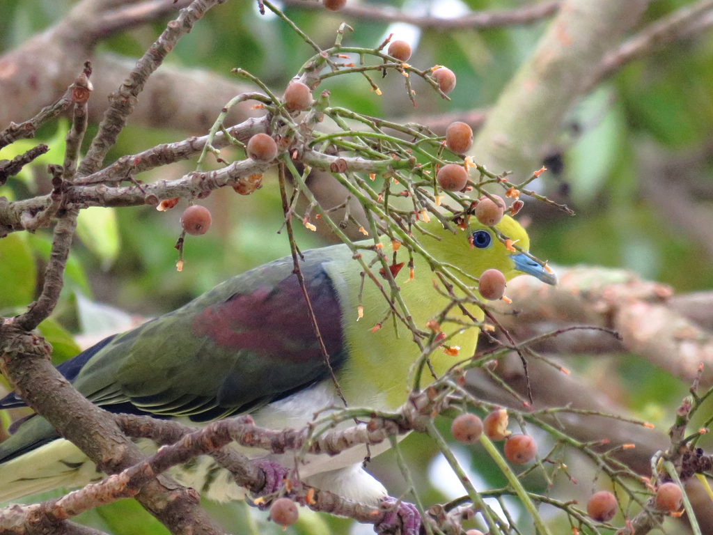 White-Bellied Green Pigeon