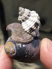Crepidula adunca