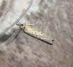 Fissicrambus quadrinotellus