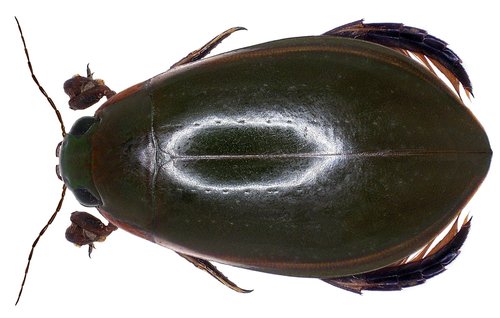 peardrop beetle