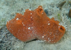 Tedania ignis