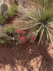 Castilleja scabrida scabrida