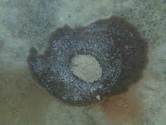 Ircinia campana
