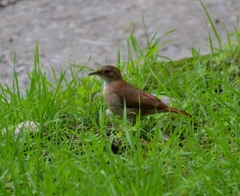 Furnarius rufus