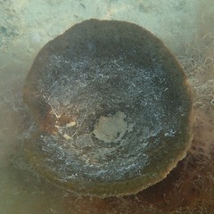 Ircinia campana