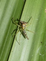 Itata