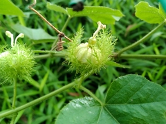 Passiflora foetida
