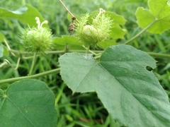 Passiflora foetida
