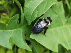 Andrena danuvia