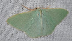 Chlorocoma assimilis