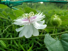 Passiflora foetida