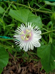 Passiflora foetida