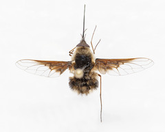 Bombylius varius