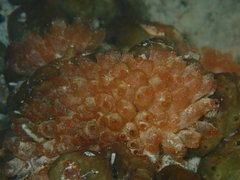 Ecteinascidia turbinata