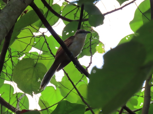 Cocos Cuckoo (Coccyzus ferrugineus)