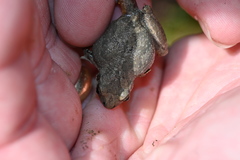 Pseudacris brachyphona