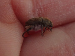 Hoplia trifasciata